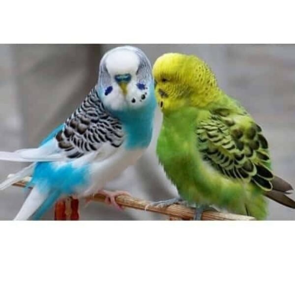 Budgie food (love birds) 1 kg