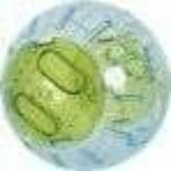 ⁦زولكس كرة للهامستر و الفئران بدون حامل أحمر 12.5سم⁩ - الصورة ⁦2⁩