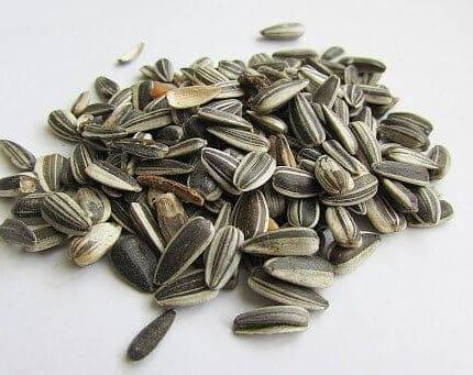 حب شمسي للببغاءات 1 كيلو