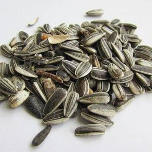 Sunflower seeds for parrots 1 kg