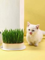 عشب الكاتنيب المنقي الطبيعي لإزالة كرات الفرو للقطط