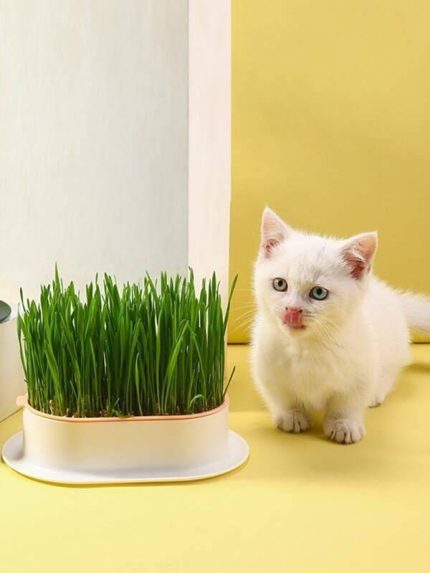 عشب الكاتنيب المنقي الطبيعي لإزالة كرات الفرو للقطط