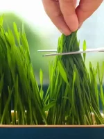 ⁦عشب الكاتنيب المنقي الطبيعي لإزالة كرات الفرو للقطط⁩ - الصورة ⁦4⁩