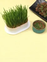 ⁦عشب الكاتنيب المنقي الطبيعي لإزالة كرات الفرو للقطط⁩ - الصورة ⁦3⁩