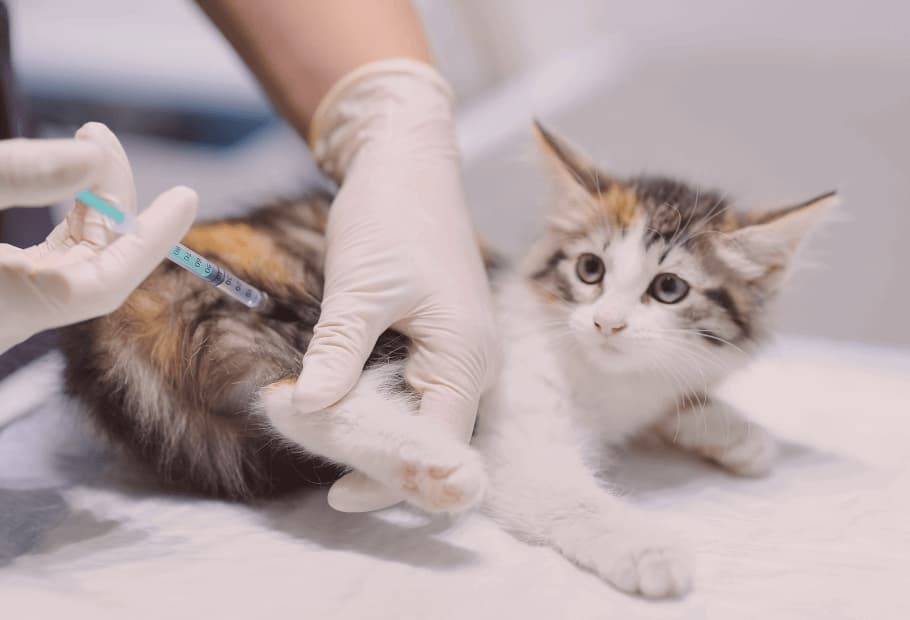 أضرار عدم تطعيم القطط