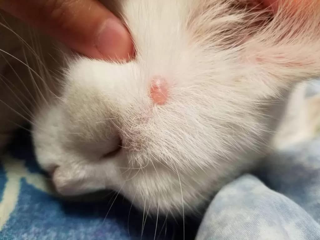 امراض القطط الجلدية