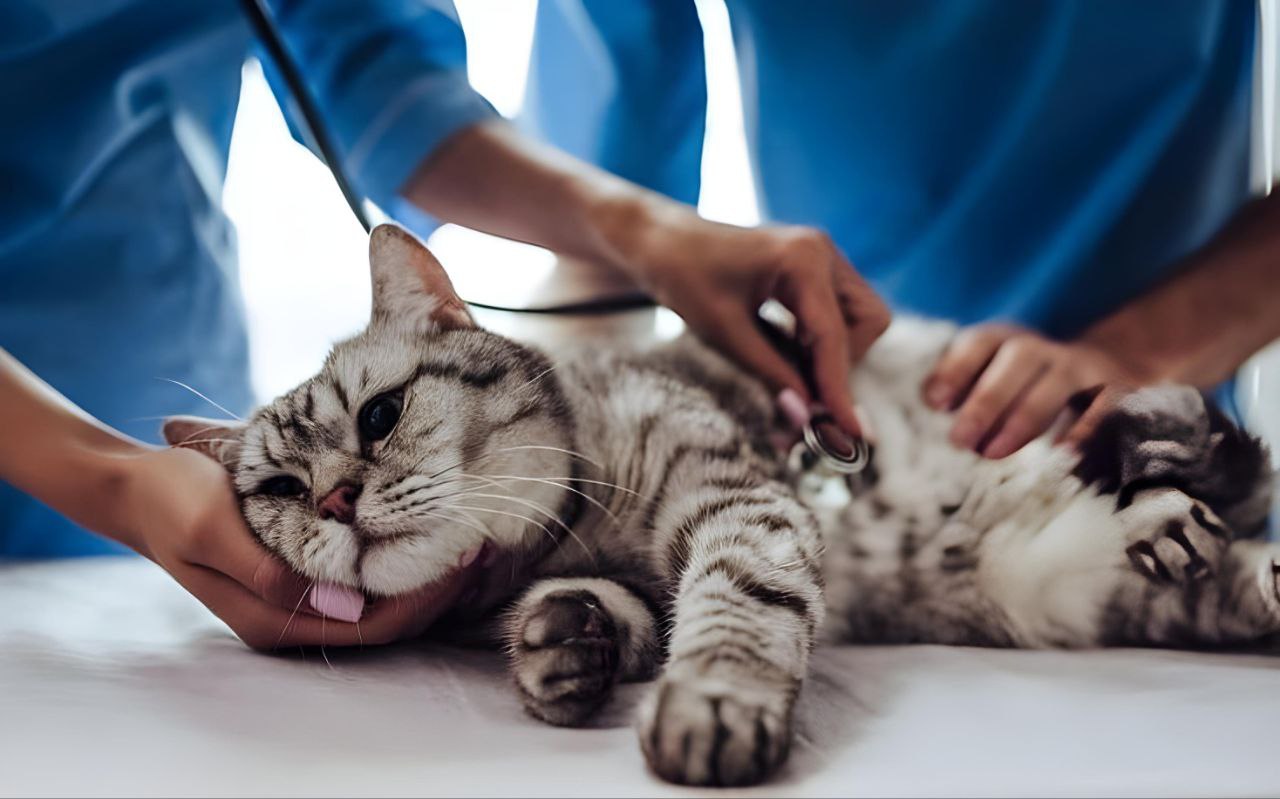 علاج براغيث القطط ب 6 طرق فعالة