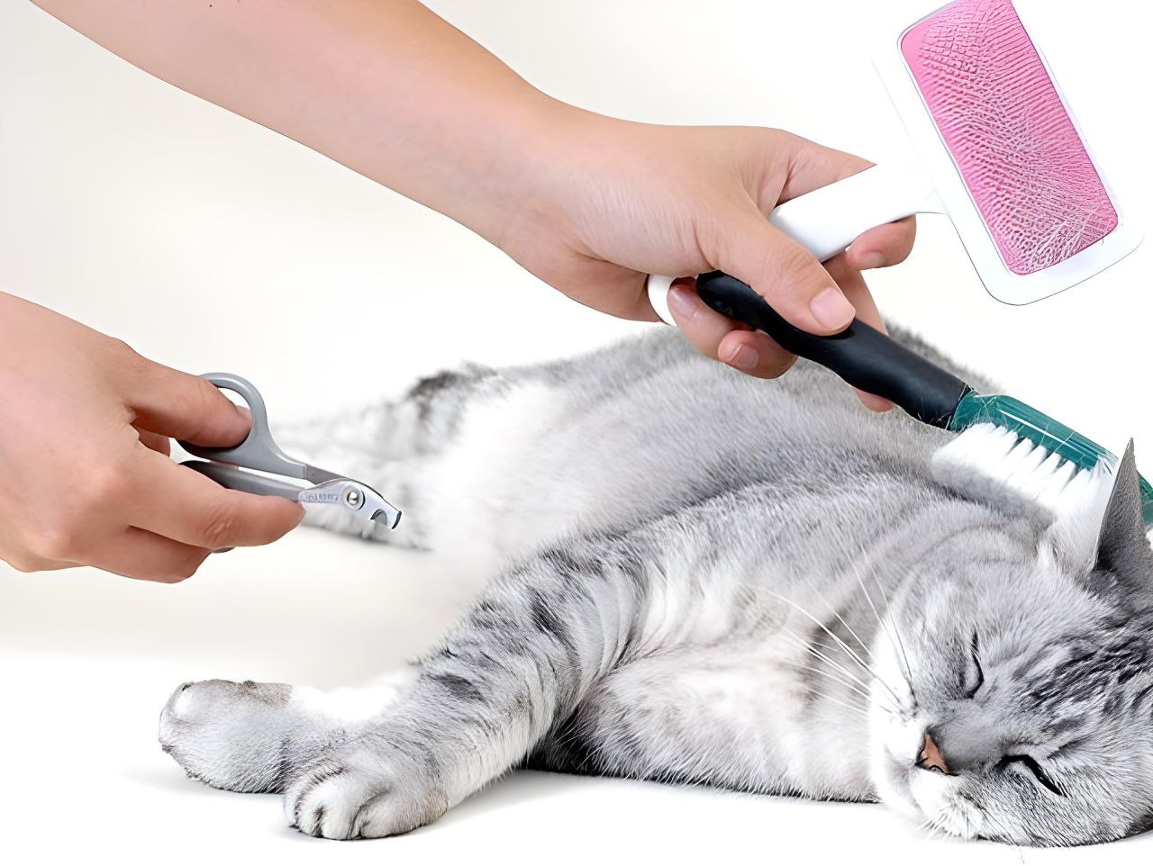 علاج براغيث القطط ب 6 طرق فعالة