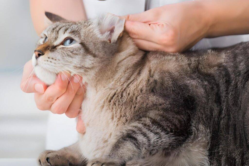 علاج براغيث القطط ب 6 طرق فعالة