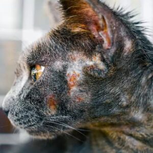 علاج فطريات القطط - أعرضها وأسبابها بالتفاصيل