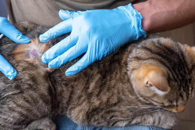 علاج فطريات القطط - أعرضها وأسبابها بالتفاصيل