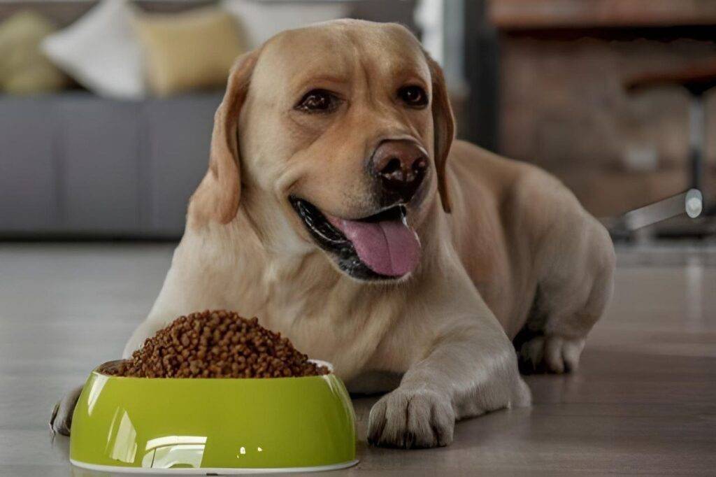 كيفية اختيار طعام الكلاب الصغيرة ؟ – دليل شامل