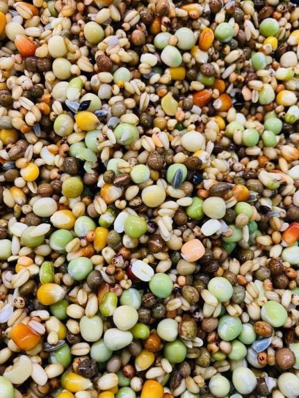 طعام للطيور منقوع 1 كيلو