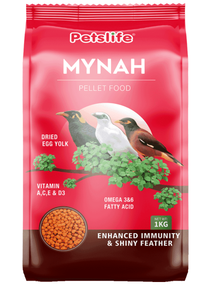 طعام لطيور المينا والبلابل