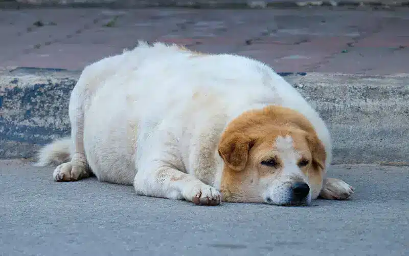 تفادي زيادة وزن الكلاب