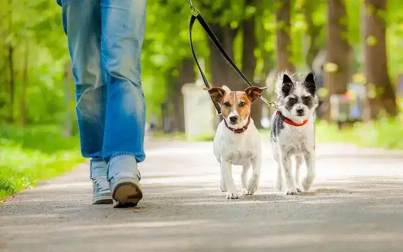 التعامل مع الكلاب في الأماكن العامة
