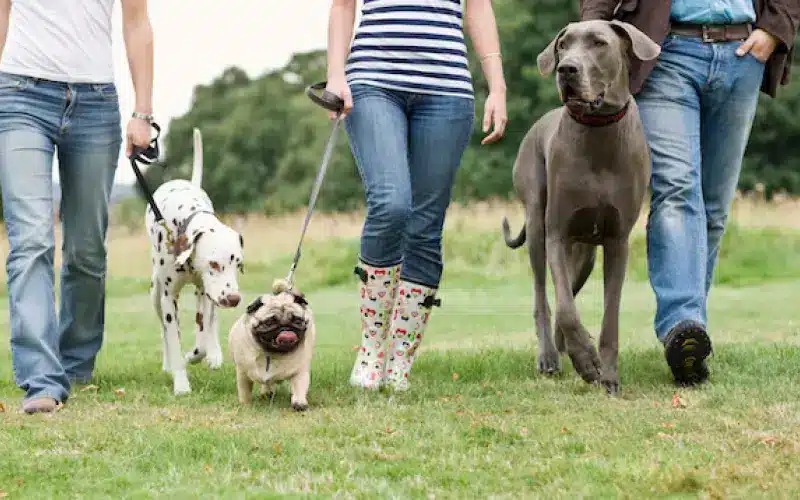 التعامل مع الكلاب في الأماكن العامة