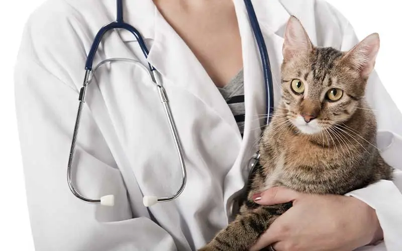 علاج القطط