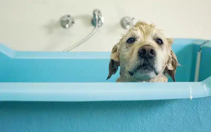 استحمام الكلاب