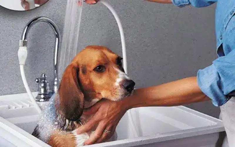 استحمام الكلاب