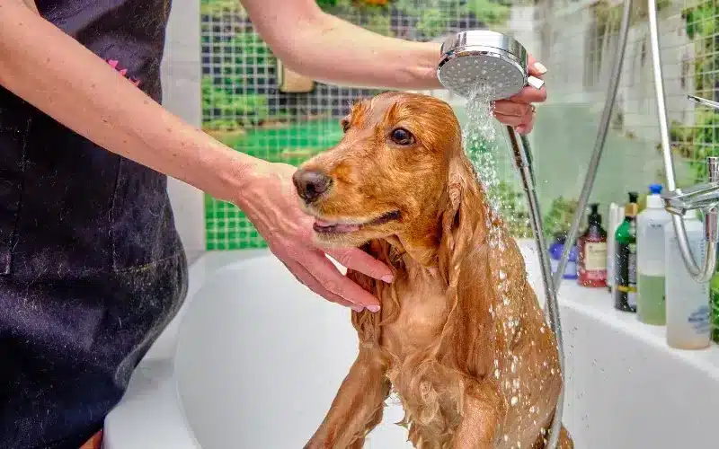 استحمام الكلاب