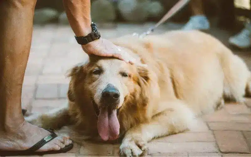 العناية بالكلاب الكبيرة في السن