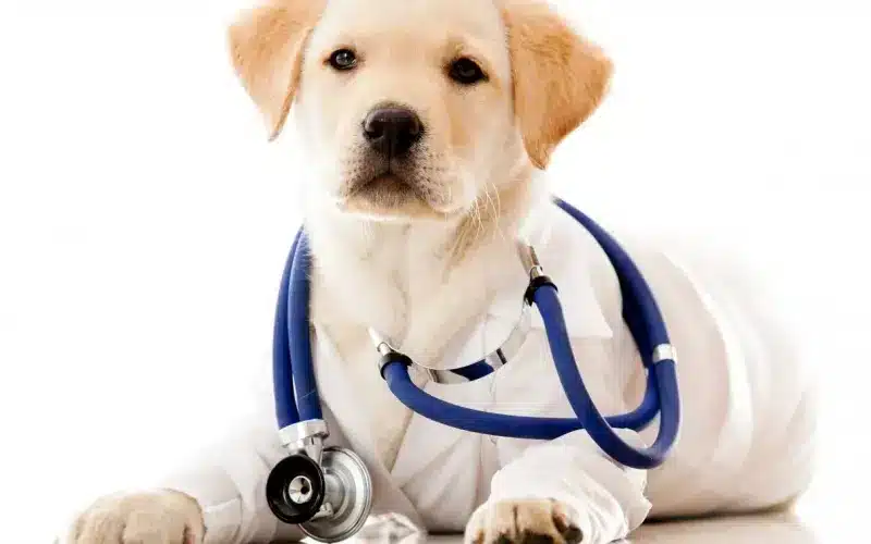 صحة الكلاب