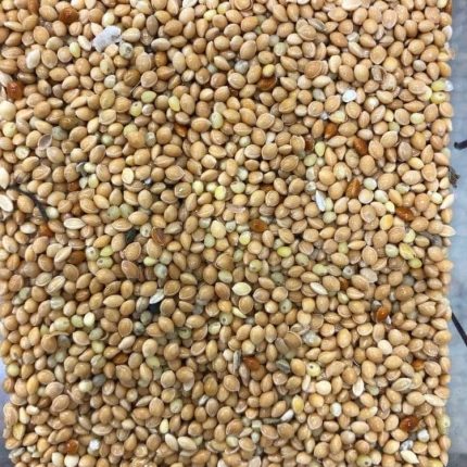 مليساء ( دخن ) للطيور 1 كيلو