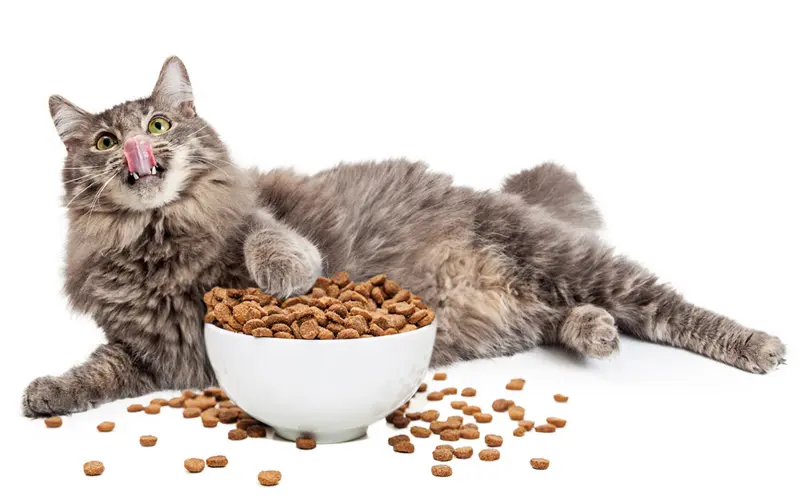 طعام القطط الجاف