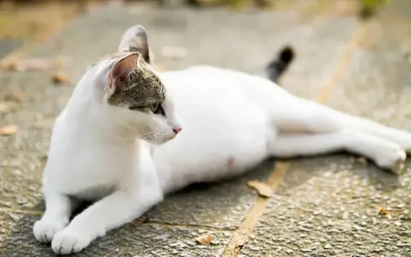 العناية بالقطط أثناء الحمل