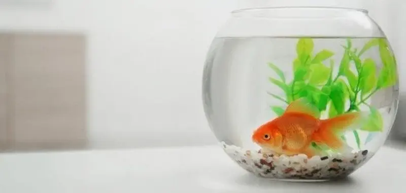 الإفراط في التغذية لأسماك الزينة