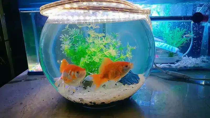 الإفراط في التغذية لأسماك الزينة