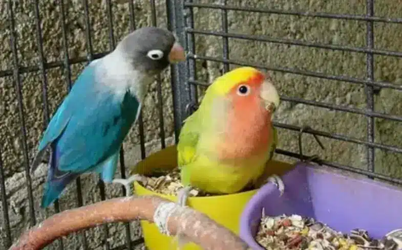 أدوات أساسية لرعاية الطيور في المنزل