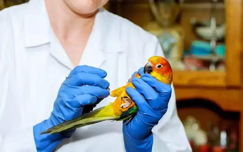 أدوات أساسية لرعاية الطيور في المنزل