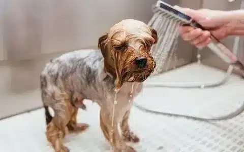 أساسيات الاستحمام والعناية بنظافة الكلاب