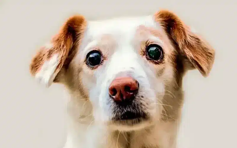 أهمية التعقيم والتأنيث للكلاب