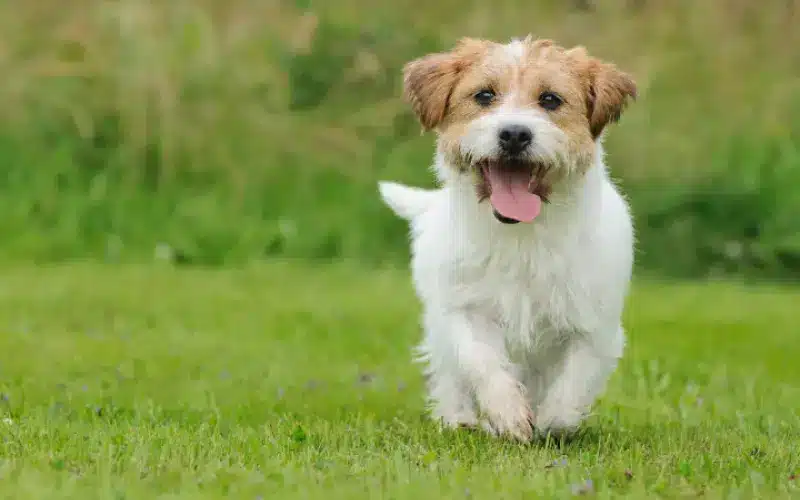 أهمية التعقيم والتأنيث للكلاب