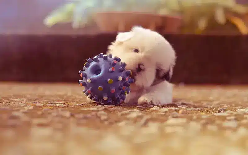 اختيار الالعاب المناسبة للكلاب