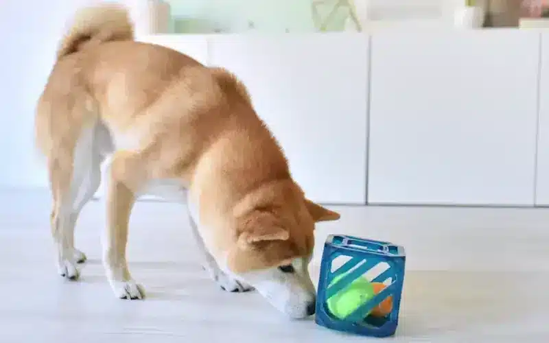 اختيار الالعاب المناسبة للكلاب