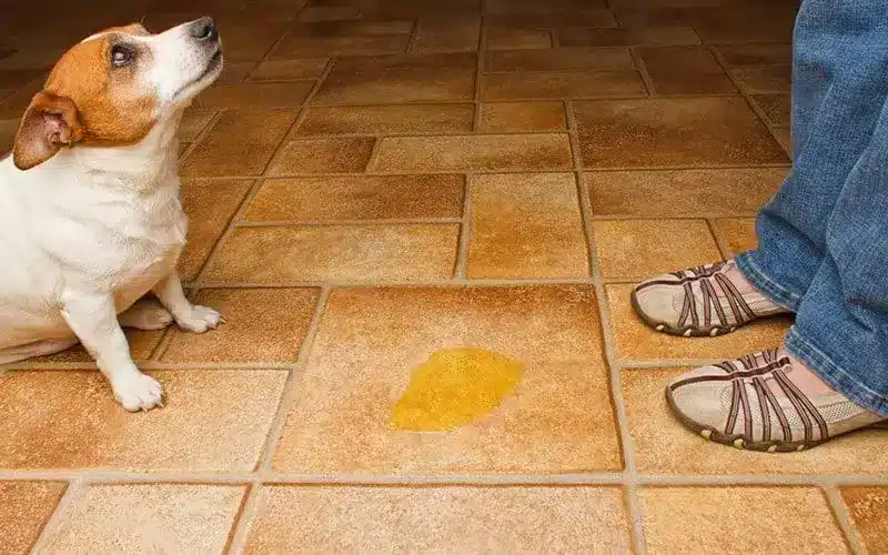 تدريب الكلاب على الحمام