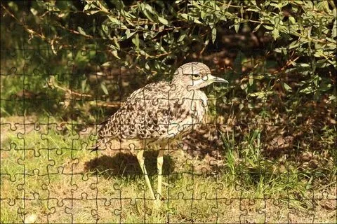 تربية الطيور البرية