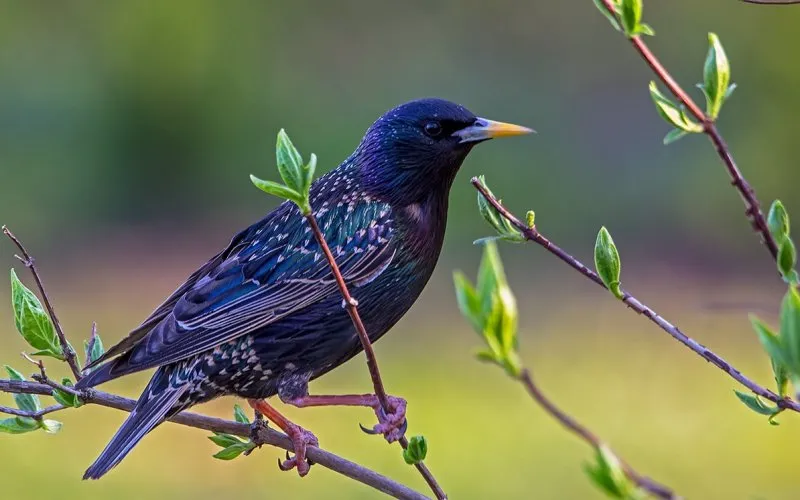 تربية طيور الزرازير