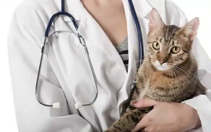 تشخيص أمراض القطط