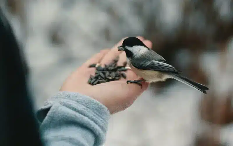 تغذية الطيور