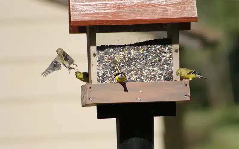 تغذية الطيور