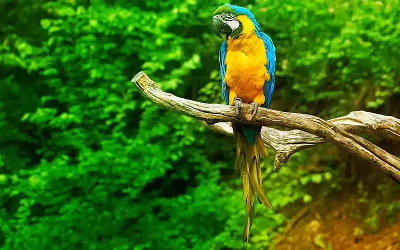 تغذية طيور الببغاء