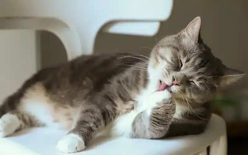 مشكلات سلوكية في القطط