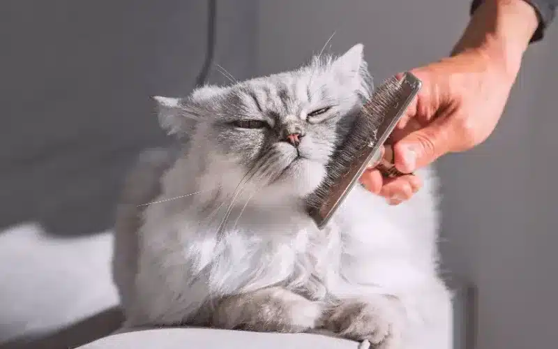 مشكلات سلوكية في القطط