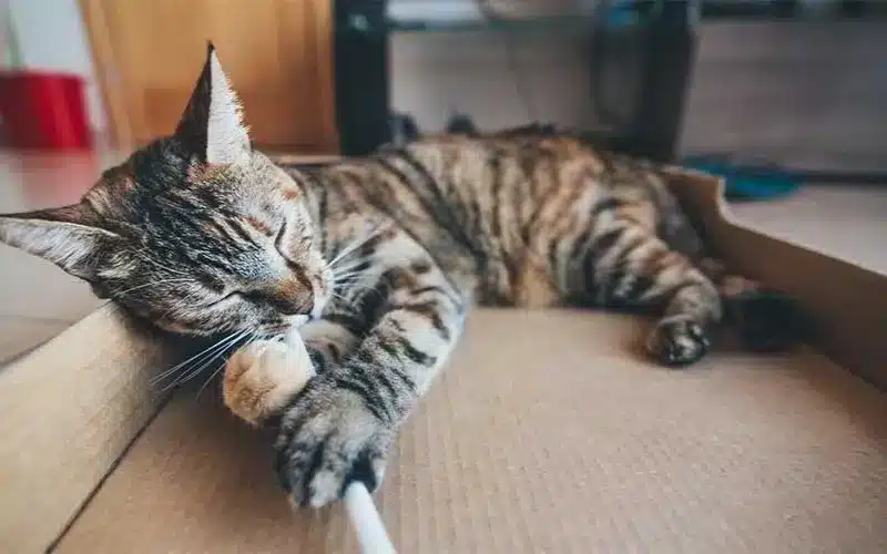 مشكلات سلوكية في القطط