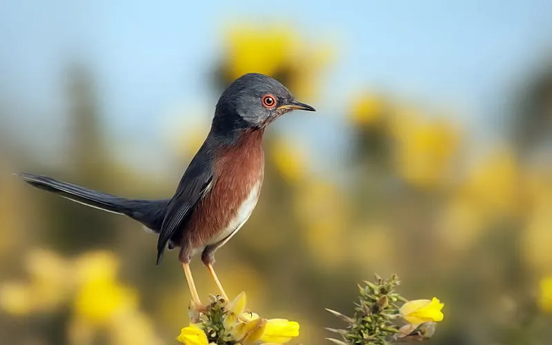 مقاومة الطيور للأمراض